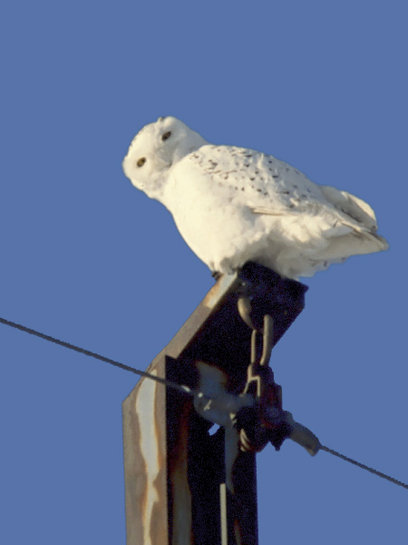Tunturipöllö, Snowy Owl, Bubo scandiacus